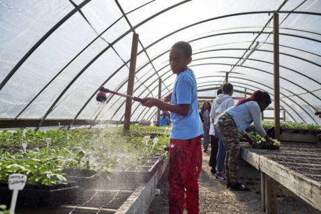 A group of Black youth water and care for plant starters in a tunnel greenhouse
